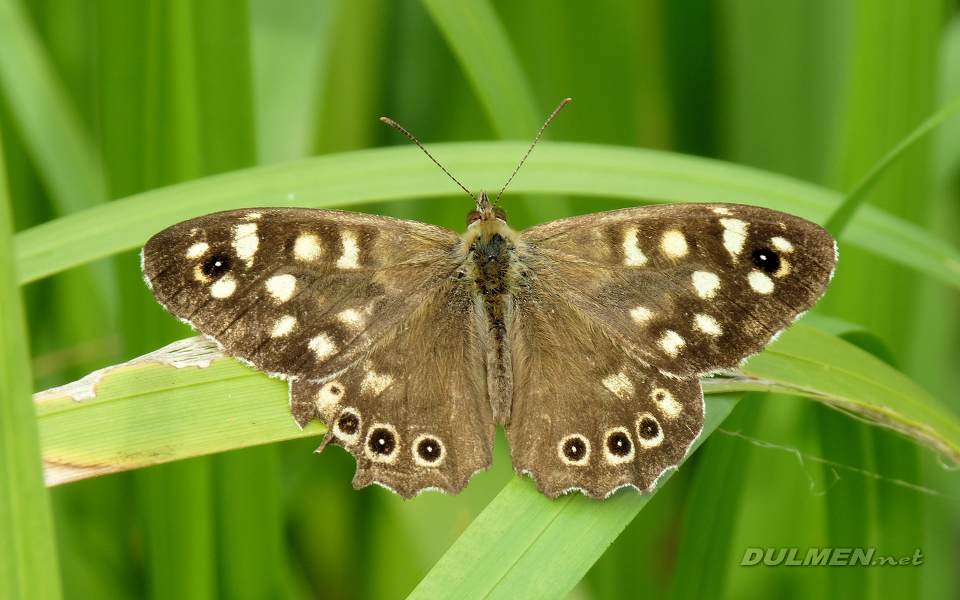 Speckled Wood (Pararge aegeria)